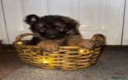 German Shepherd dogs for sale: Gorgeous 10 GSD Puppies Looking For Their Homes - Image 8