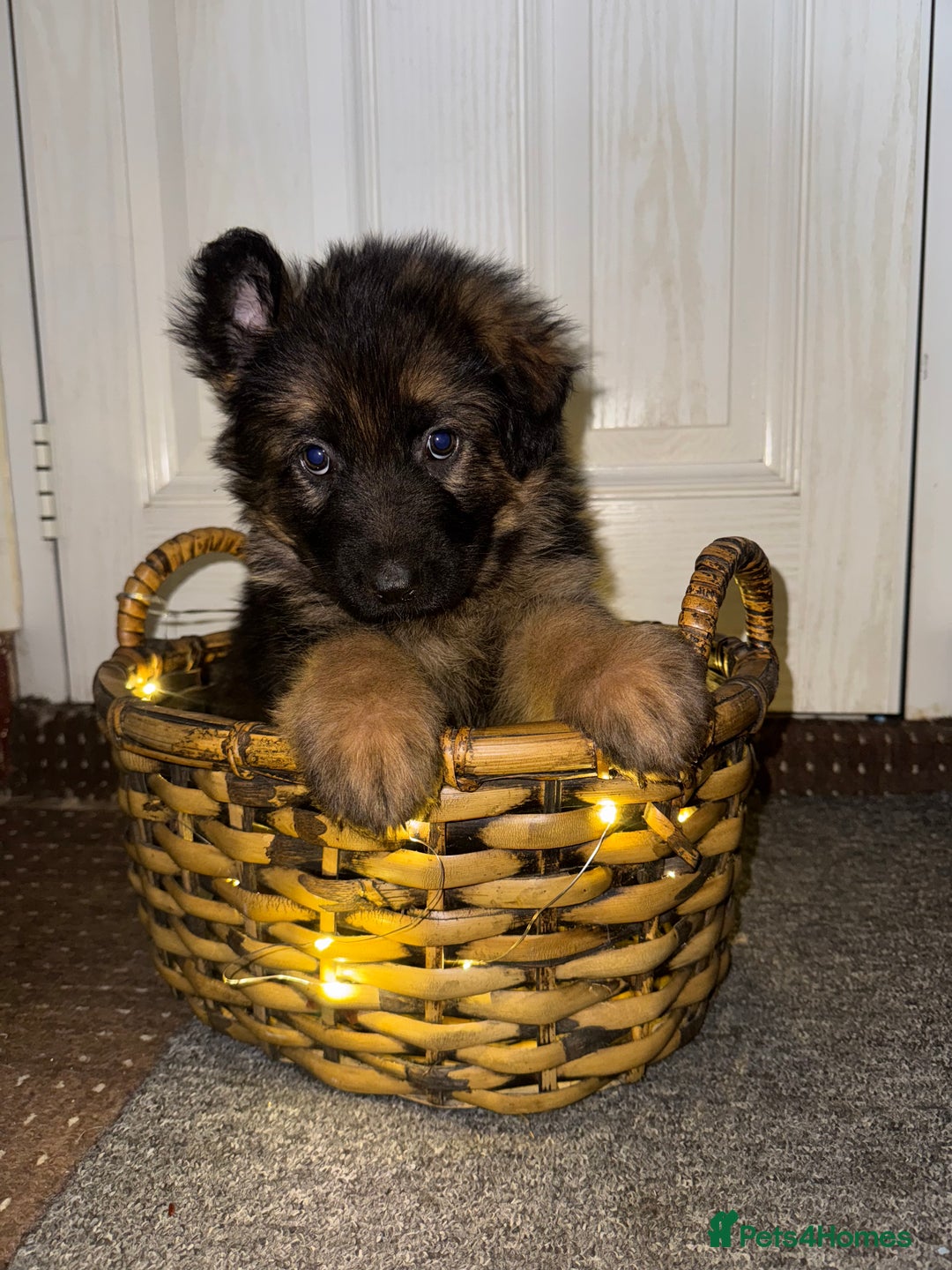 German Shepherd dogs for sale: Gorgeous 10 GSD Puppies Looking For Their Homes - Image 8