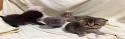 Scottish Fold cats for sale: Scottish fold/British  - Advert 2