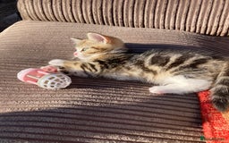 Siberian cats for sale: Persian/Siberian kittens - Image 17