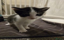 Mixed Breed cats for sale: Kittens for sale - Image 4