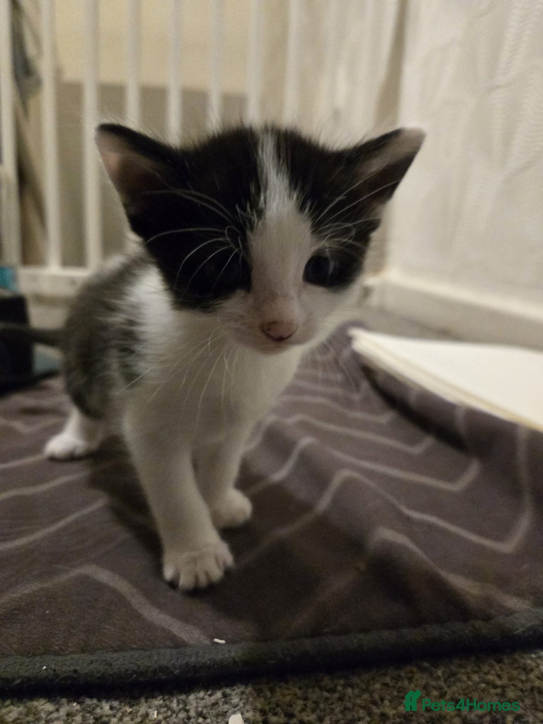 Mixed Breed cats for sale: Kittens for sale - Image 4