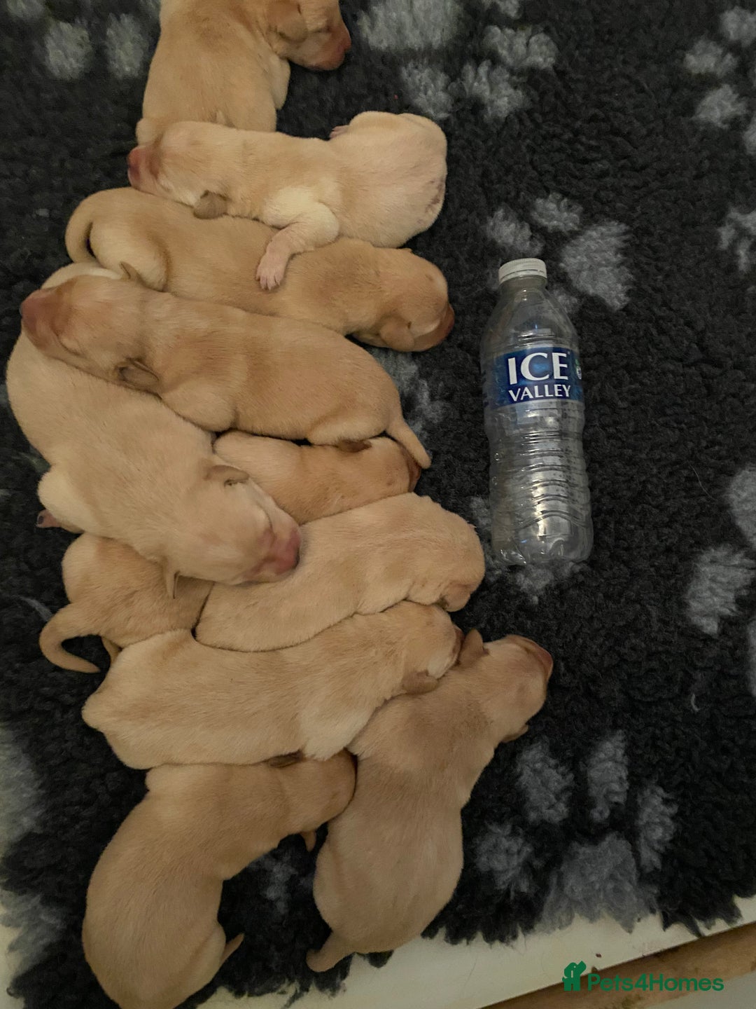 Labrador Retriever dogs for sale: Yellow RKC Reg Labrador puppies🐾💛 - Advert 9