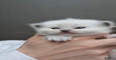 Ragdoll cats - Advert 6