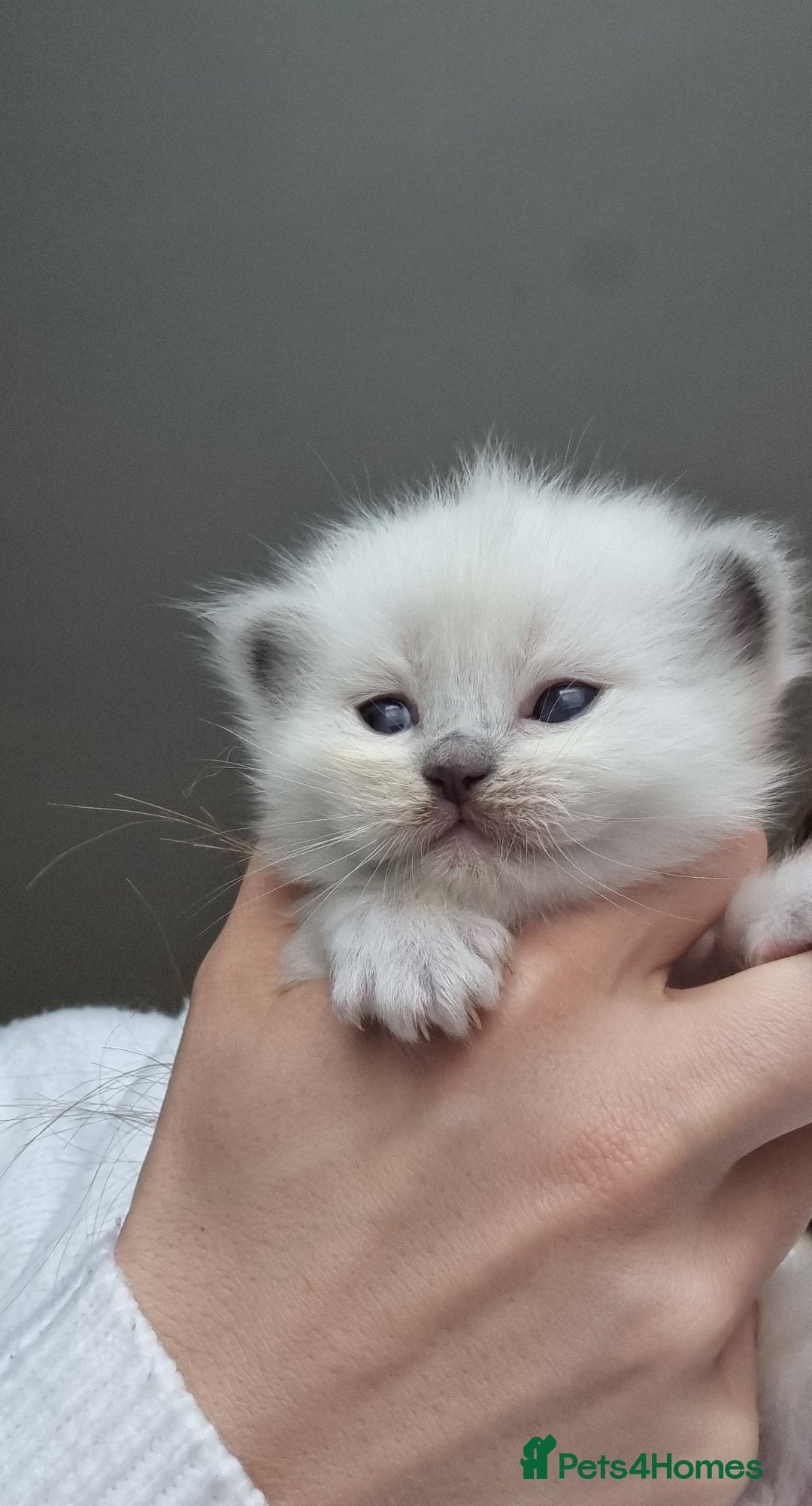 Ragdoll cats for sale: Pedigree ragdoll kittens  - Image 2