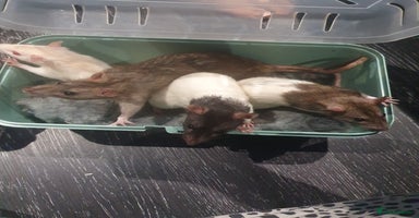Rat rodents - Advert 3