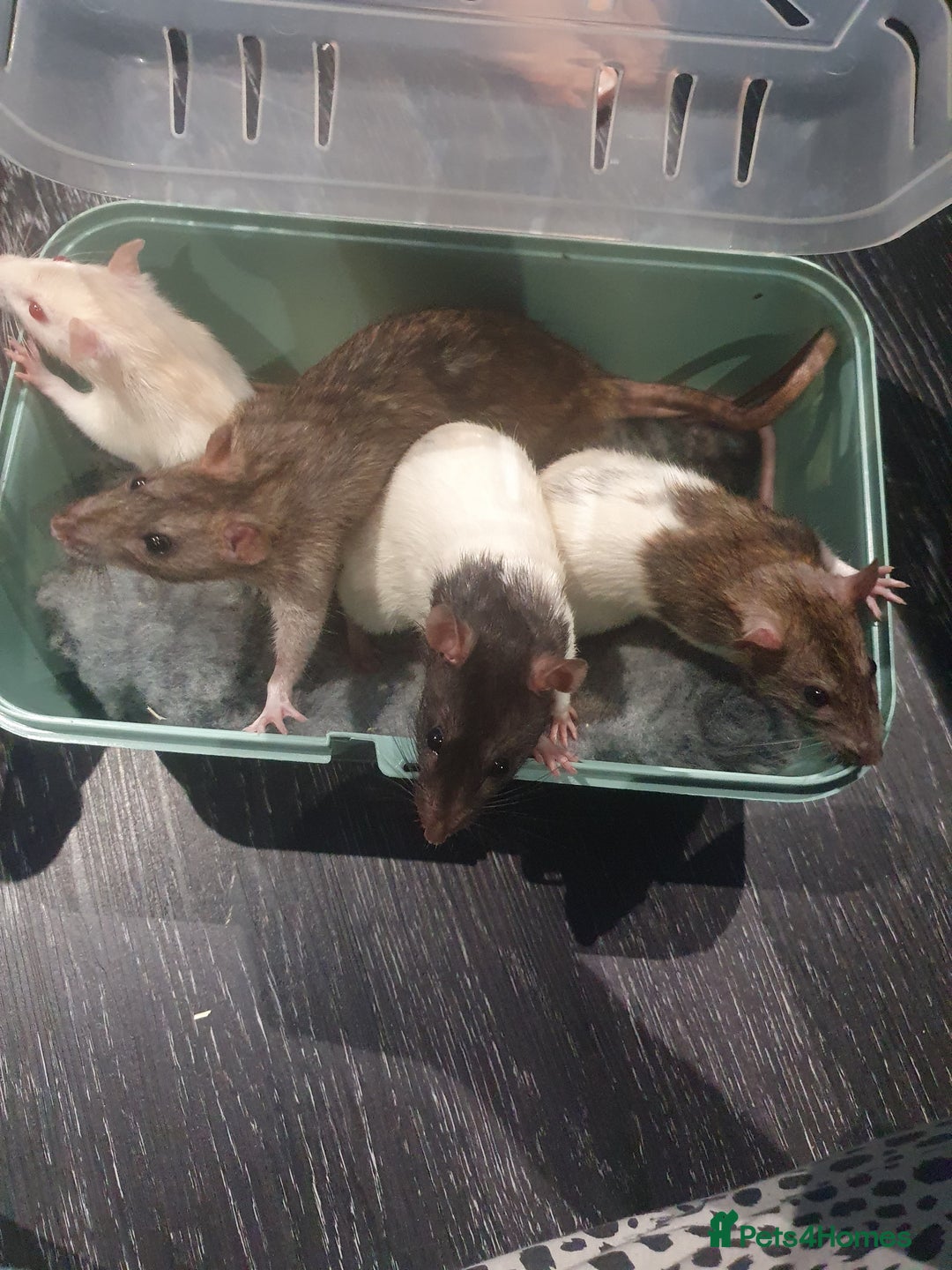 Rat rodents for sale: Need forever home URGENT - Image 2
