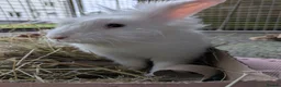 Mixed Breed rabbits for sale: Male mixed breed rabbit  - Advert 3