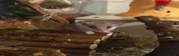 Mouse rodents for sale: African Pygmy dor mouse in Wigton - Advert 7