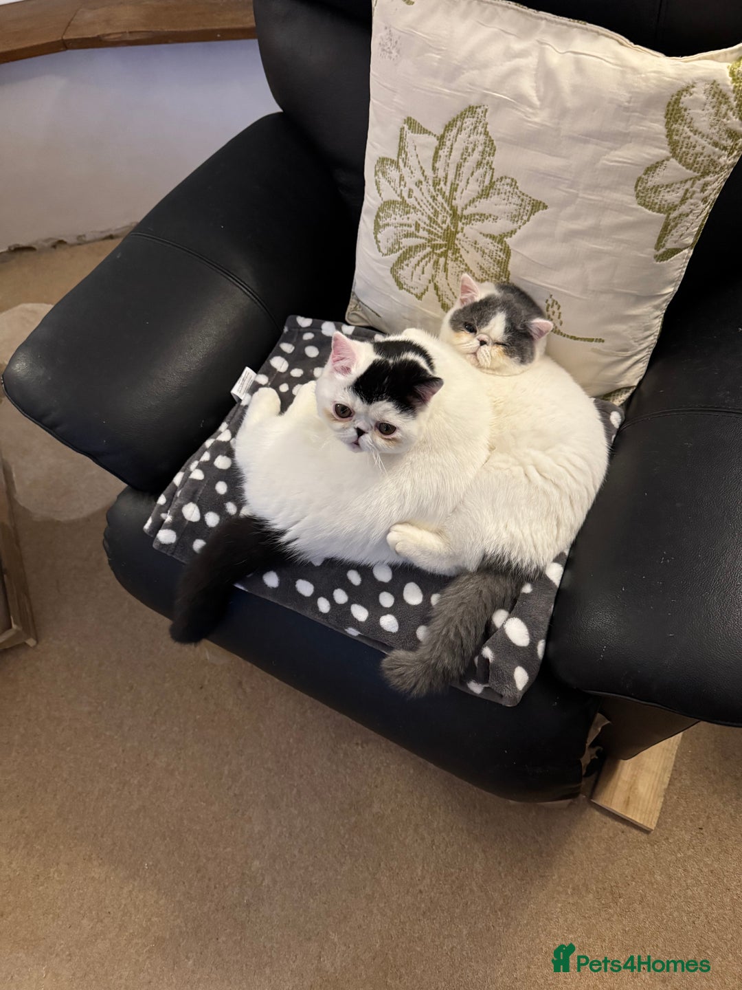 Exotic cats for sale: Outstanding quality exotic kittens  Champion lines - Advert 6