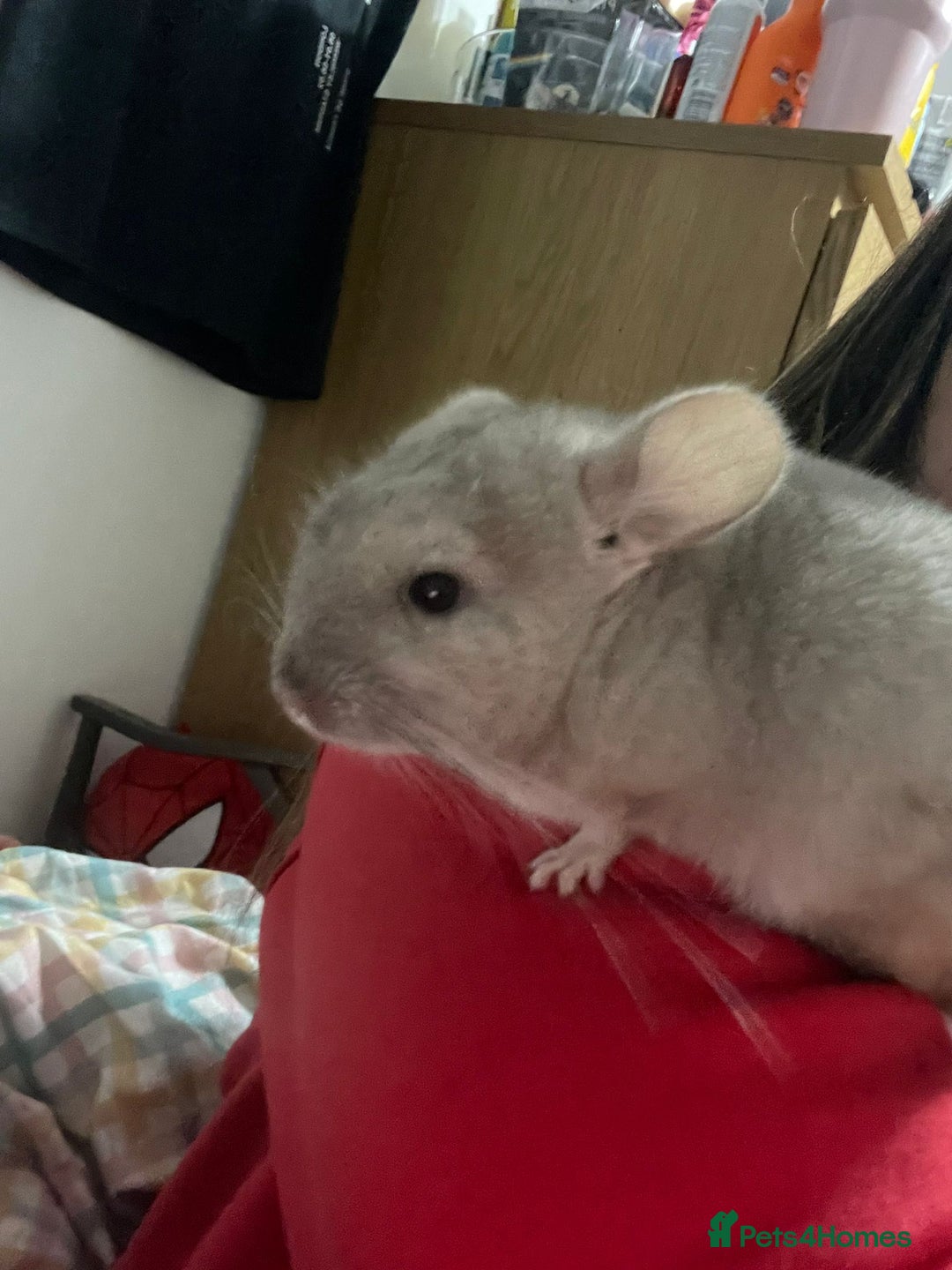 Chinchilla rodents for sale: URGENT: Two bonded mosaic female cousins - Image 4
