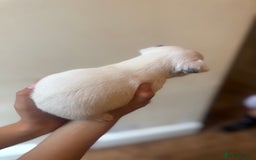 Jack Russell dogs for sale: Beautiful Jack Russell Litter - Image 25