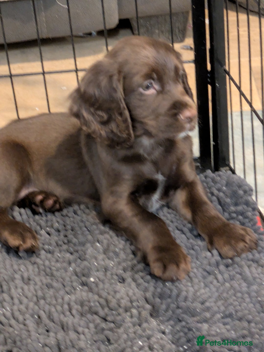 Cocker Spaniel dogs for sale: Chocolate/Chocolate Tan working cocker pups - Advert 17