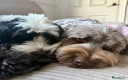 Tibetan Terrier dogs for sale: Tibetan Terrier puppies for sale  - Image 24