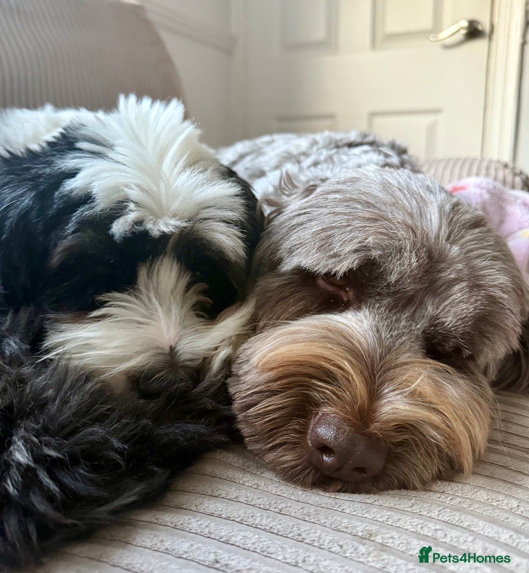 Tibetan Terrier dogs for sale: Tibetan Terrier puppies for sale  - Image 24