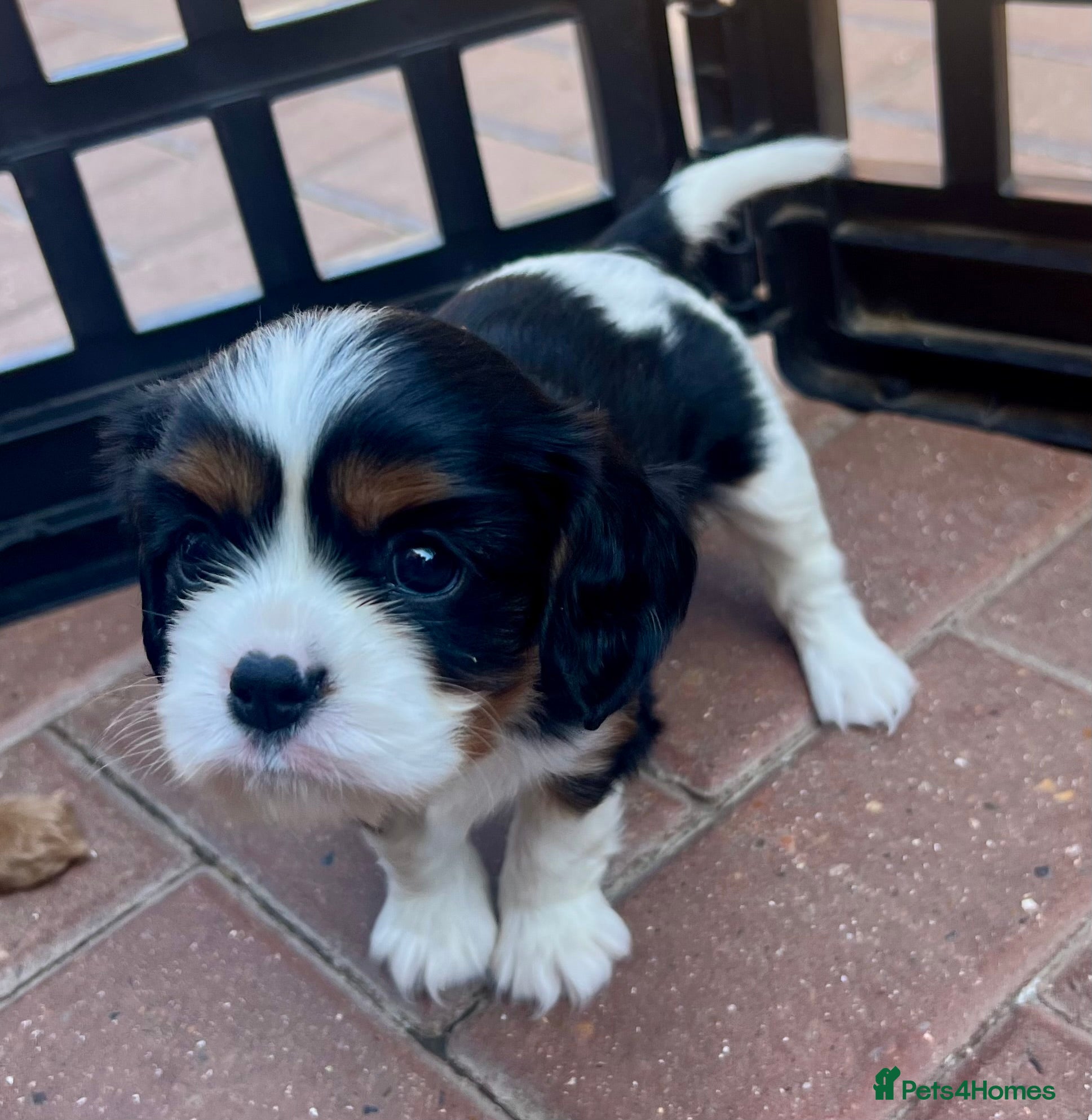 Cavalier King Charles Spaniel dogs Kc reg fully health tested CKCS licensed breeder - Advert 2