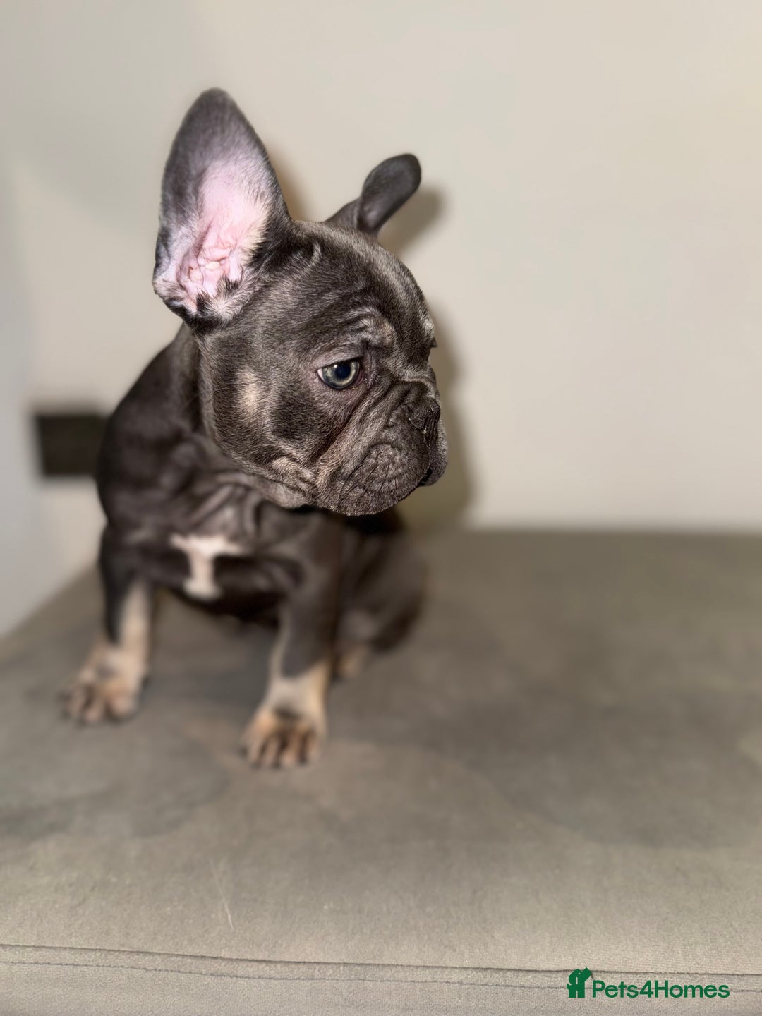 French Bulldog dogs for sale: French bulldog ready before  **   ** 🥰 - Advert 16