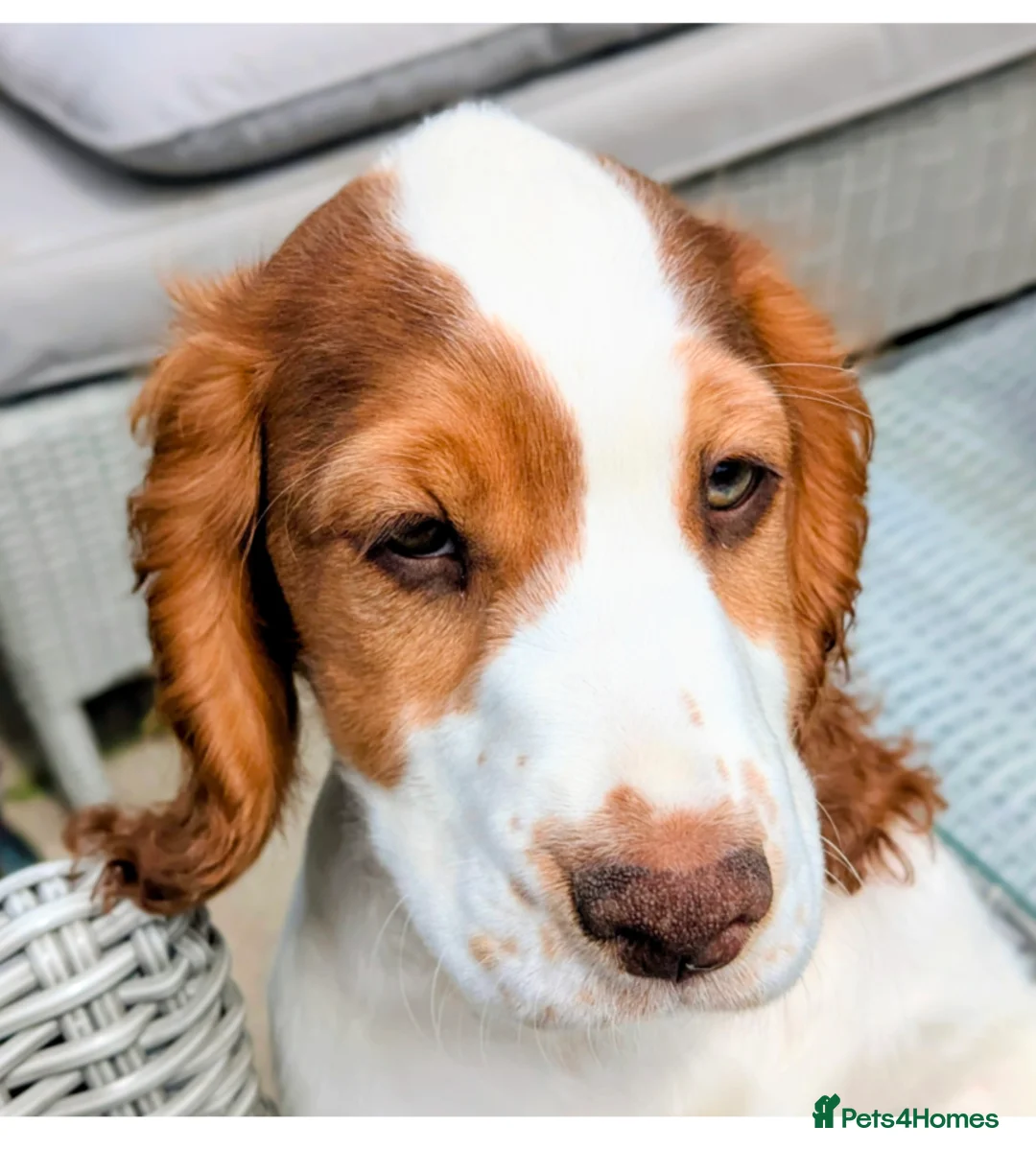 Cocker Spaniel dogs for sale: Beautiful KC Reg. Cocker Spaniels price reduced..  - Advert 1