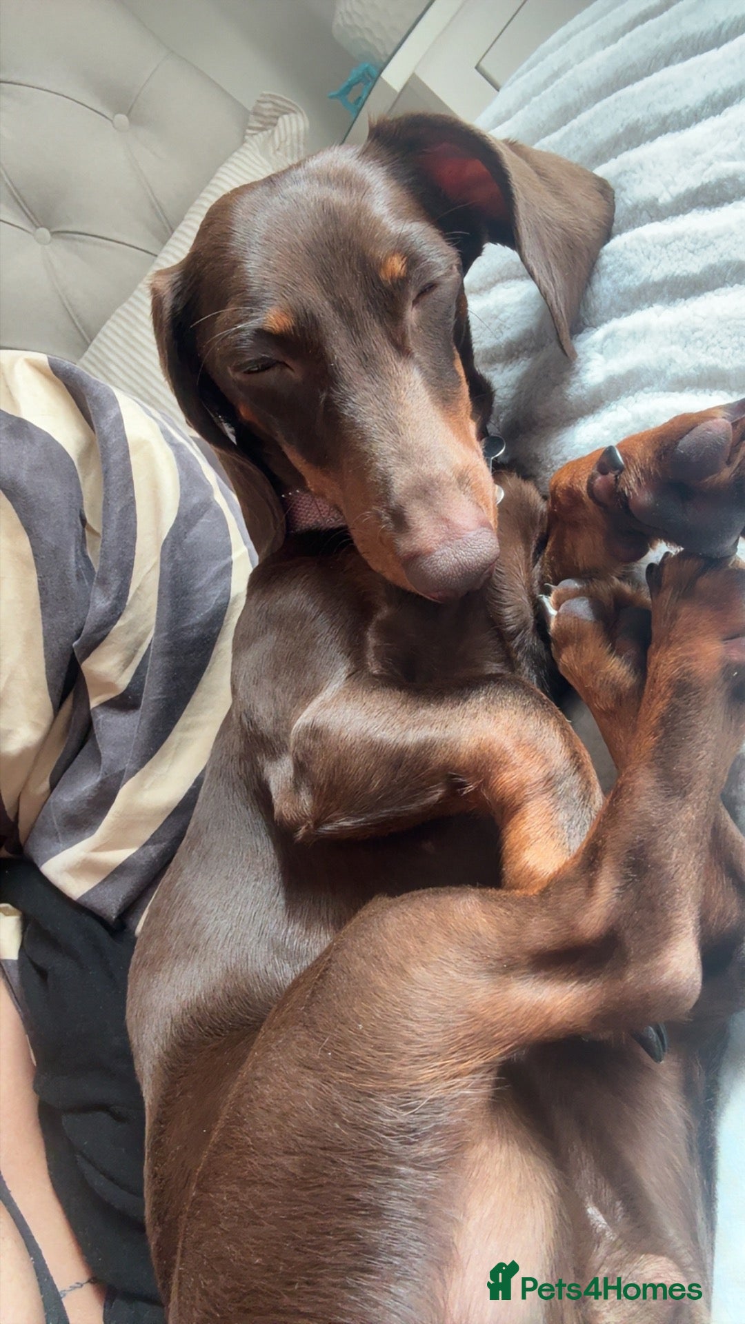Miniature Dachshund dogs Miniature adult sausage dog - Advert 1