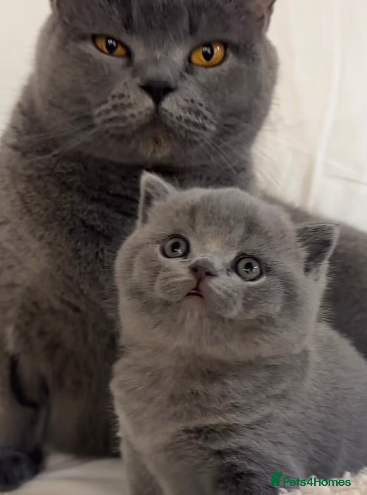 British Shorthair cats British short hair fluffy kittens,London based - Advert 6