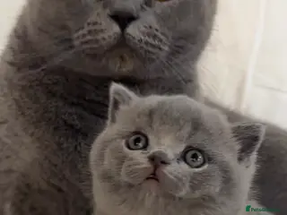 British Shorthair cats British short hair fluffy kittens,London based - Advert 1