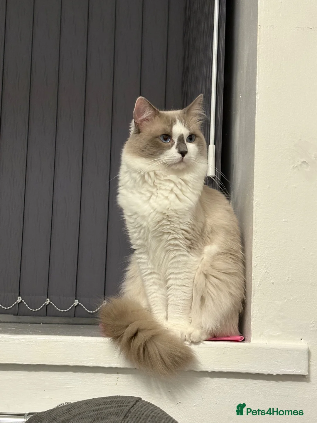 Ragdoll cats for sale: 13 month old ragdoll male - Advert 8