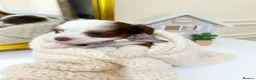Biewer Terrier dogs for sale: 🐕Yorkshire terrier- Luxury Colors🤍🧡🖤🤎 - Advert 18