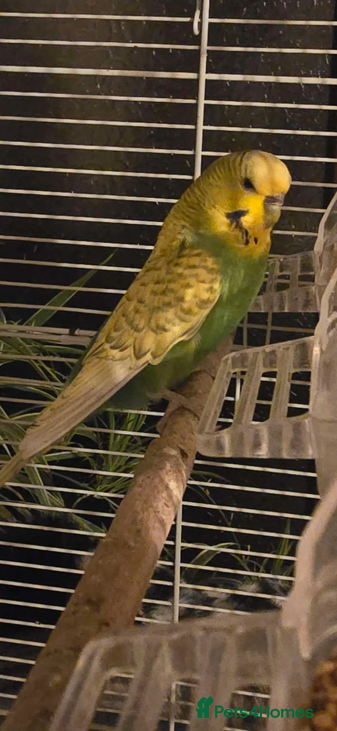 Budgerigars birds for sale: Budgies  in Barnsley - Advert 2