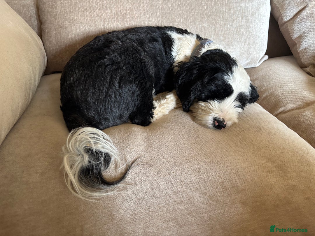 Tibetan Terrier dogs for sale: KC fully health tested exceptionally bred Tibetan  - Advert 7