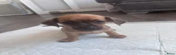 Chiweenie dogs for sale: Chiweenies for sale  - Advert 7