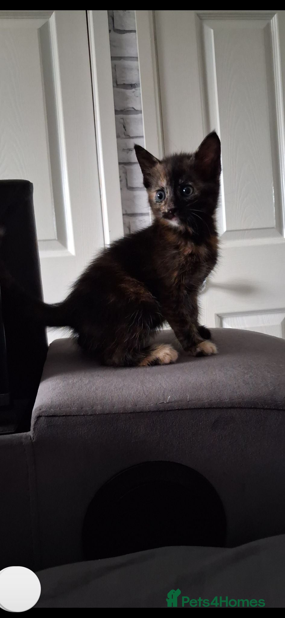 Maine Coon cats ***Beautiful mainecoon cross kittens***  - Advert 1