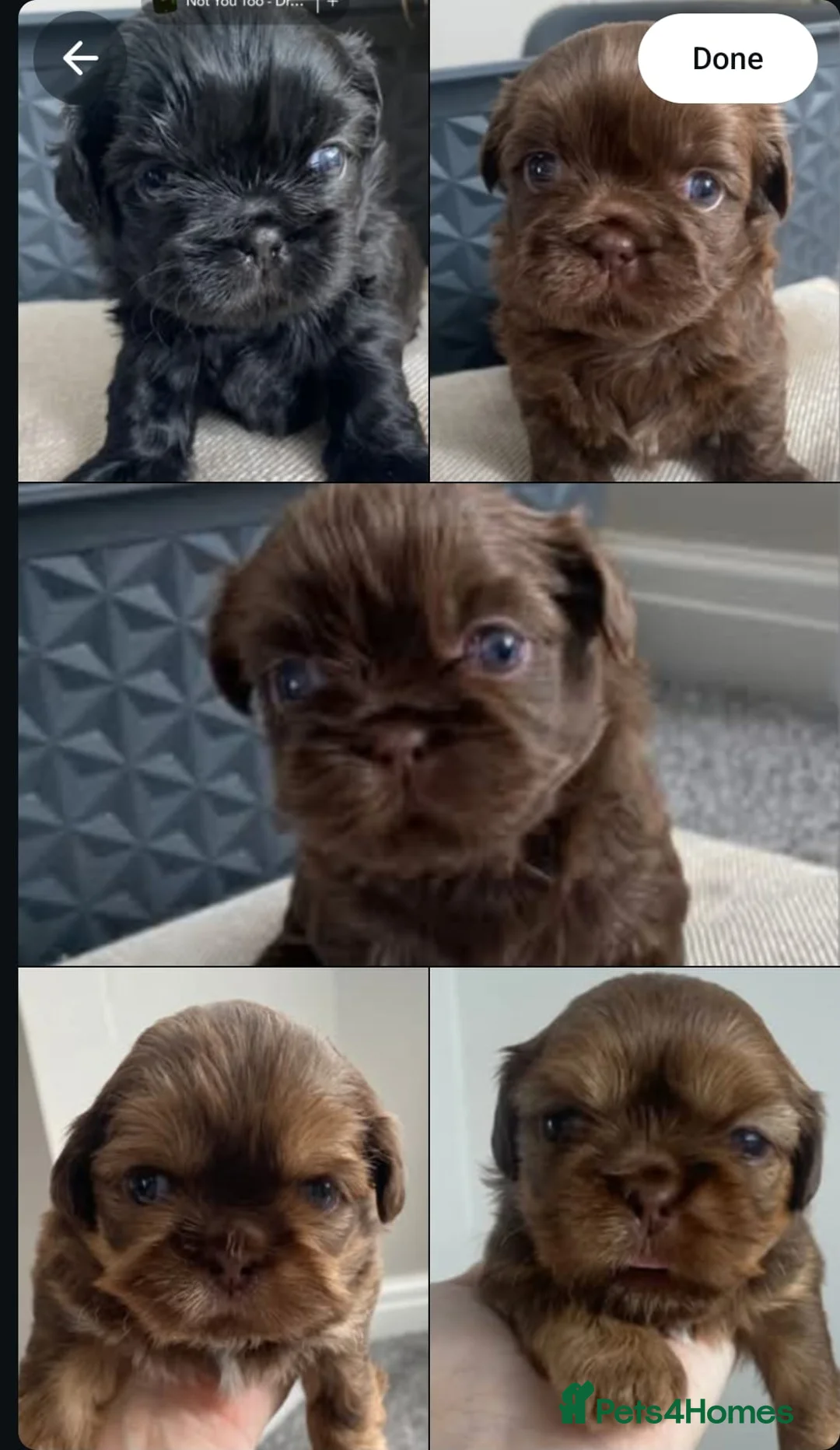 Shih Tzu dogs for sale: imperial choc platinum carrying dobbie for sale - Advert 4