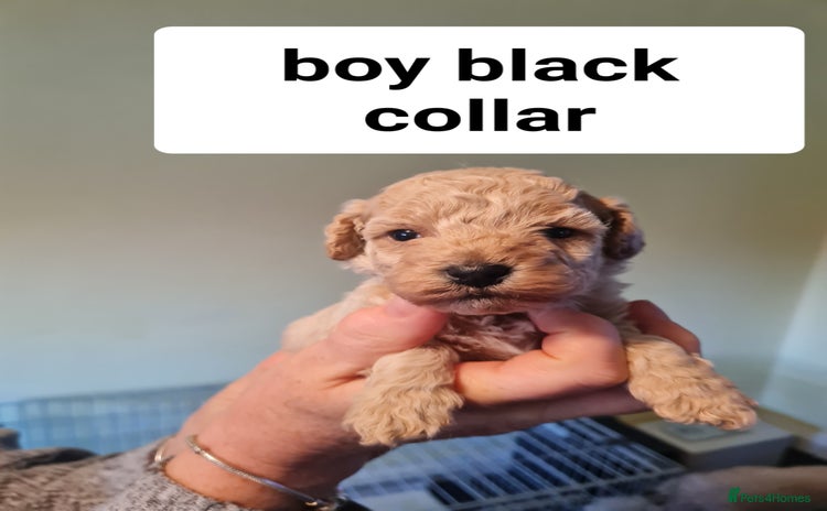 Cavapoo dogs - Advert 3