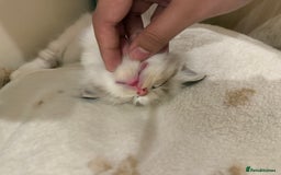 Ragdoll cats for sale: Beautiful Ragdoll kitten  - Image 3