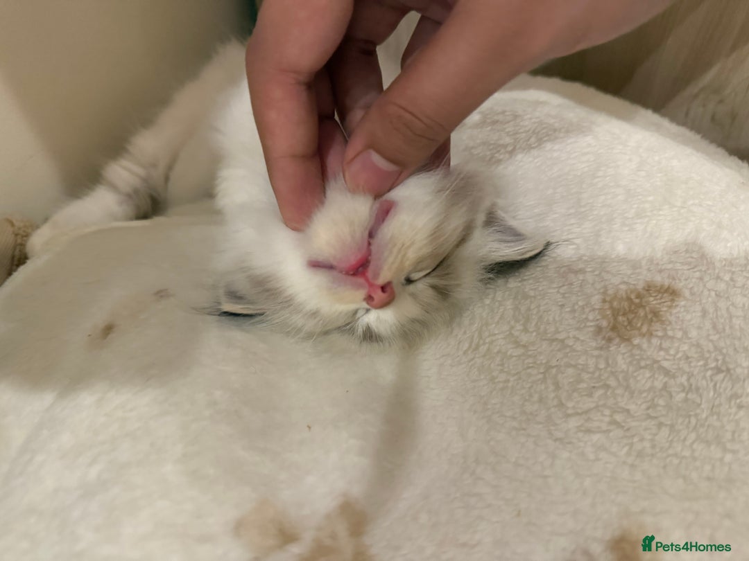 Ragdoll cats for sale: Beautiful Ragdoll kitten  - Image 3
