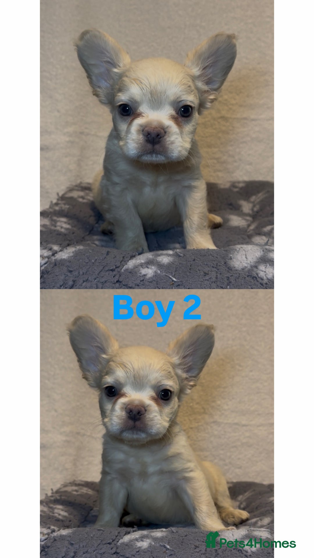 French Bulldog dogs for sale: REDUCED! Fluffy French Bulldog Puppies  - Advert 25