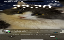 Ragdoll cats for sale: Beautiful Ragdoll girl  - Image 15