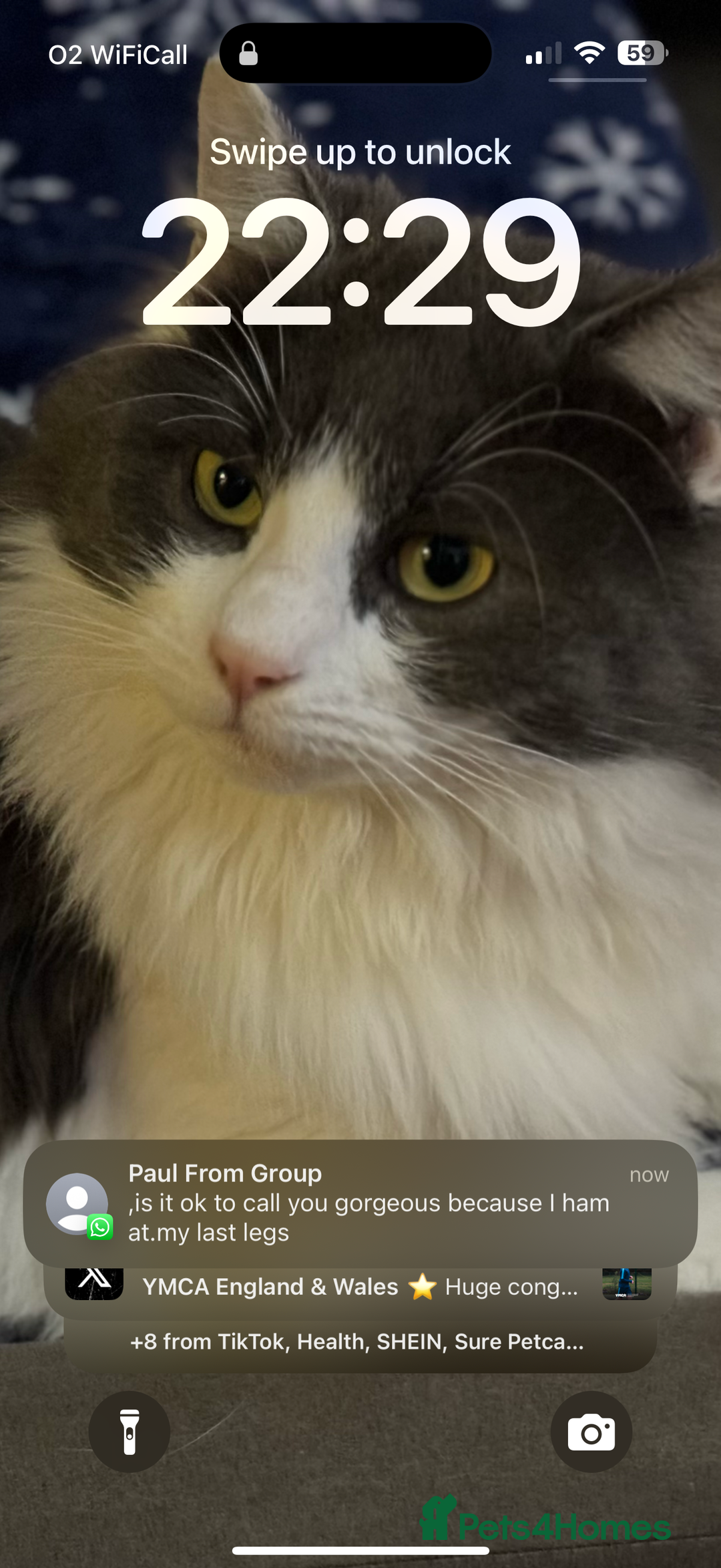 Ragdoll cats for sale: Beautiful Ragdoll girl  - Image 15