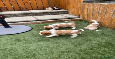 Cavalier King Charles Spaniel dogs - Advert 1