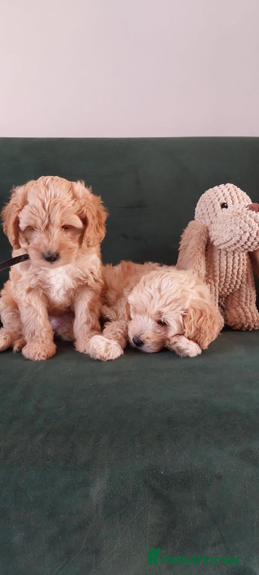Mixed Breed dogs READY TO LEAVE IN 10 DAYS! - Advert 2