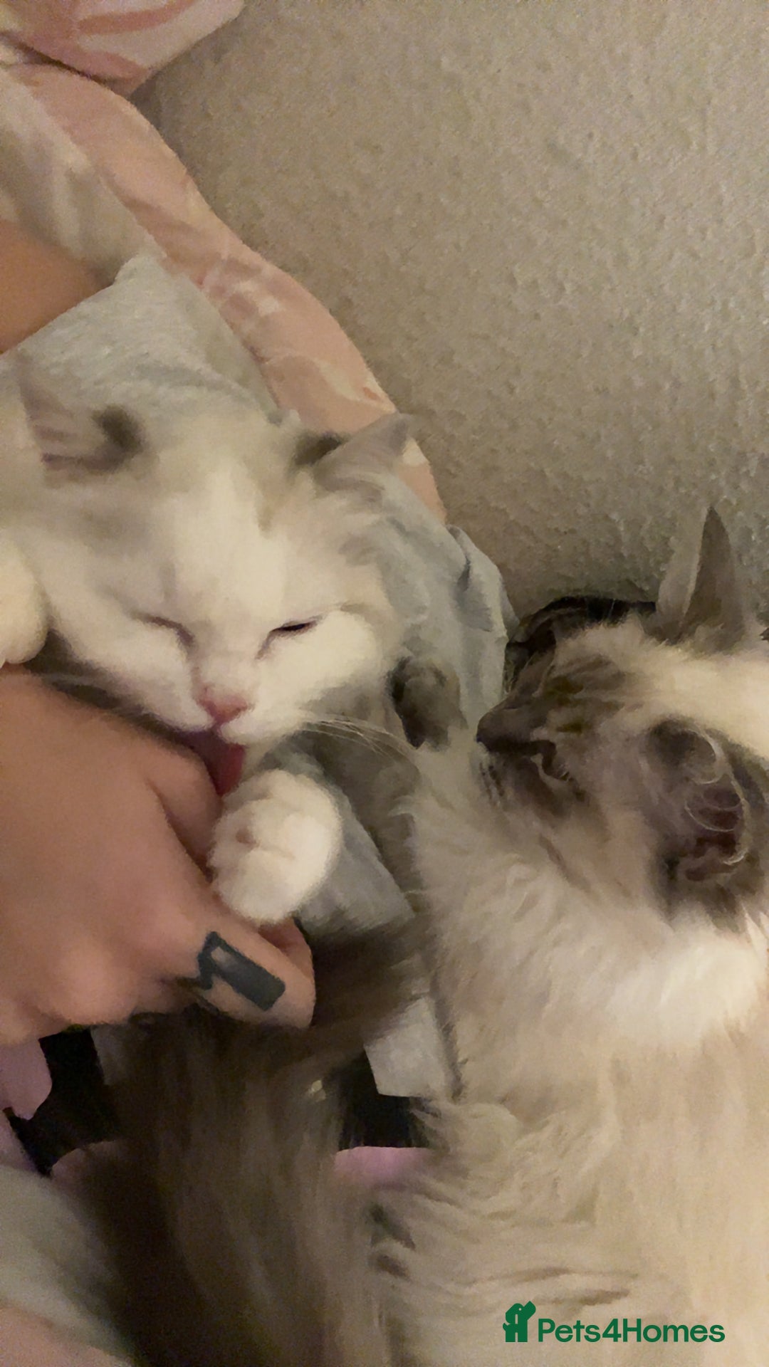 Ragdoll cats for sale: RAGDOLL KITTENS COMING SOON - Image 4