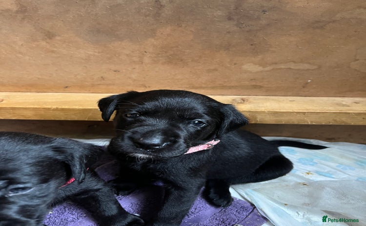 Labrador Retriever dogs in Northampton - Advert 1