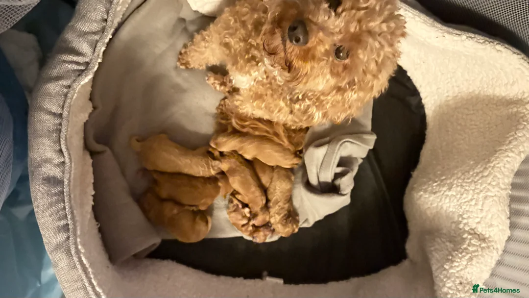 Cavapoochon dogs for sale: Gorgeous Therapy puppies  - Advert 21