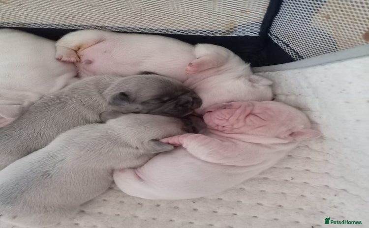 French Bulldog dogs - Advert 2