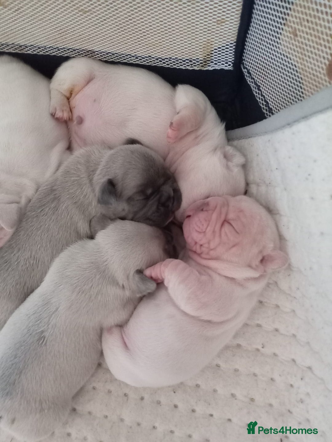 French Bulldog dogs for sale: Platinum cream velvet french bulldogpup 4 week old - Image 1