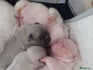 French Bulldog dogs - Advert 11