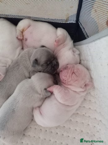 French Bulldog dogs - Advert 14