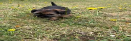 Border Terrier dogs for sale: Stunning slem free KC reg border terrier girls  - Advert 12