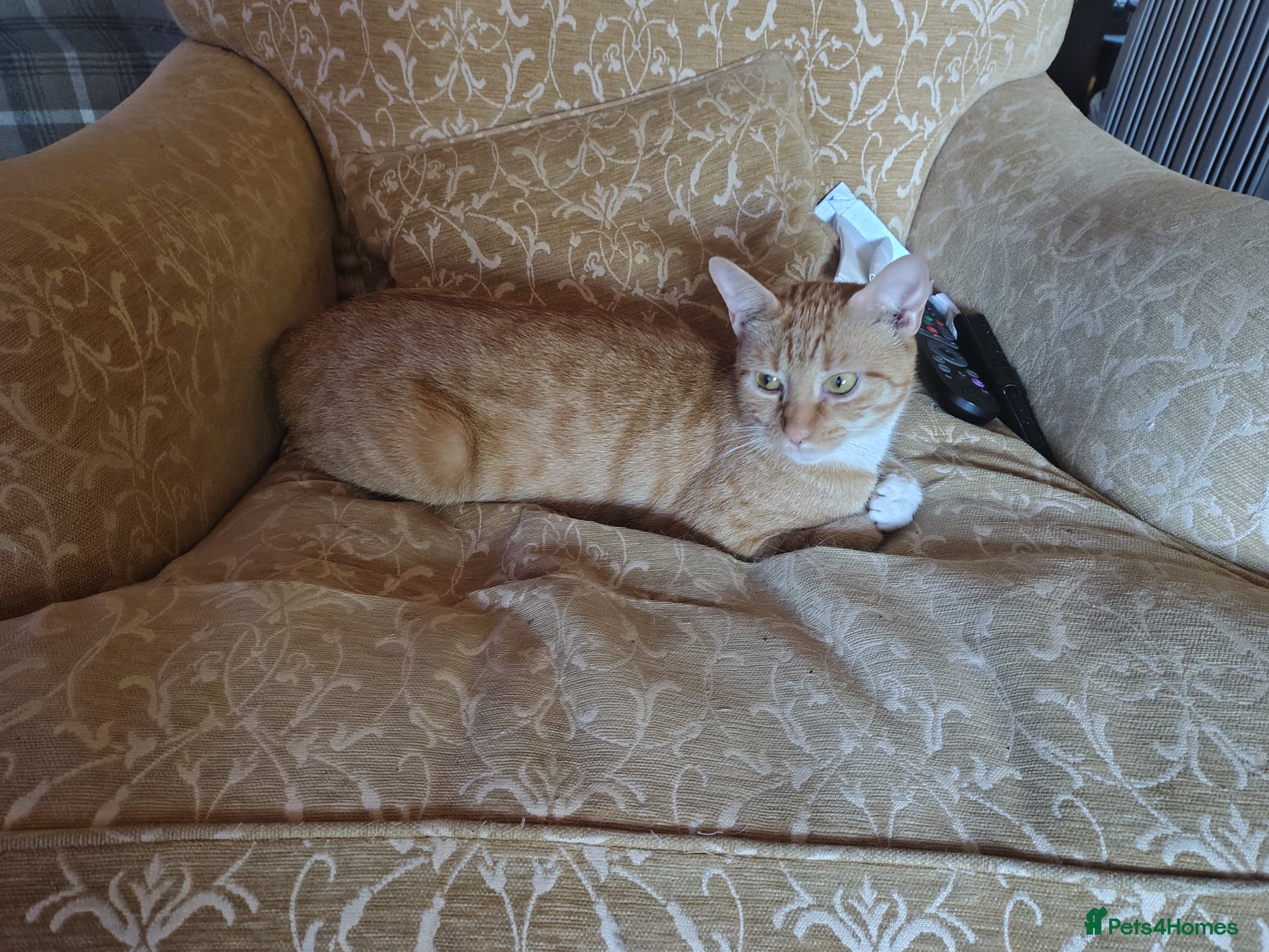Mixed Breed cats Two ginger and white kitten's - Advert 6