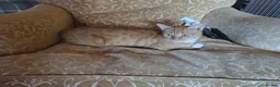 Mixed Breed cats for sale: Two ginger and white kitten's in Glasgow - Advert 1
